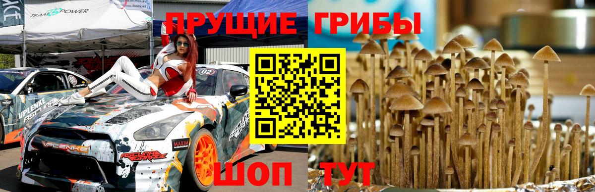 Долгопрудный  Псилоцибиновые грибы прущие грибы  Вход с VPN 